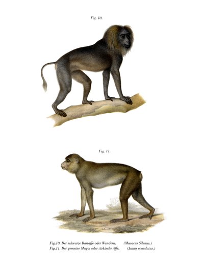 Wanderoo Monkey by German School